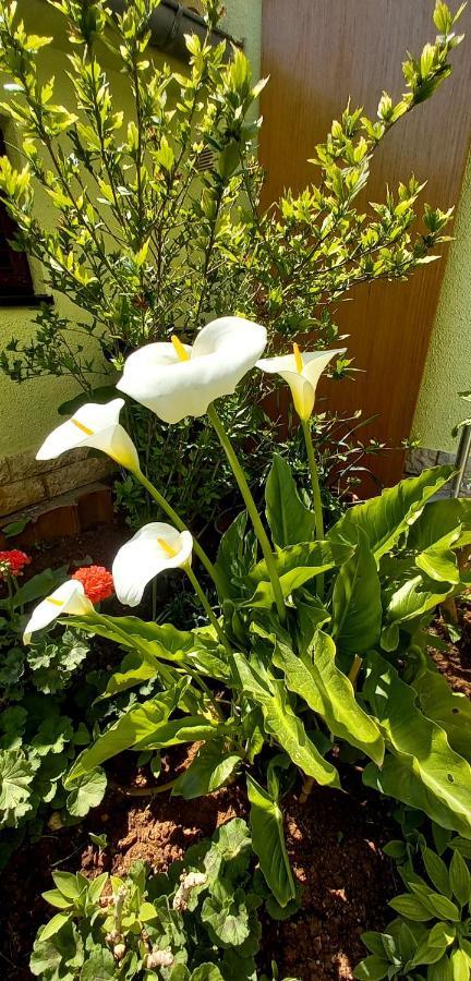 Holiday Home Matosevic Medulin Exterior foto